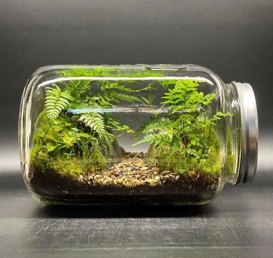 Terrarium, Vivarium, Paludarium và Aquarium 10