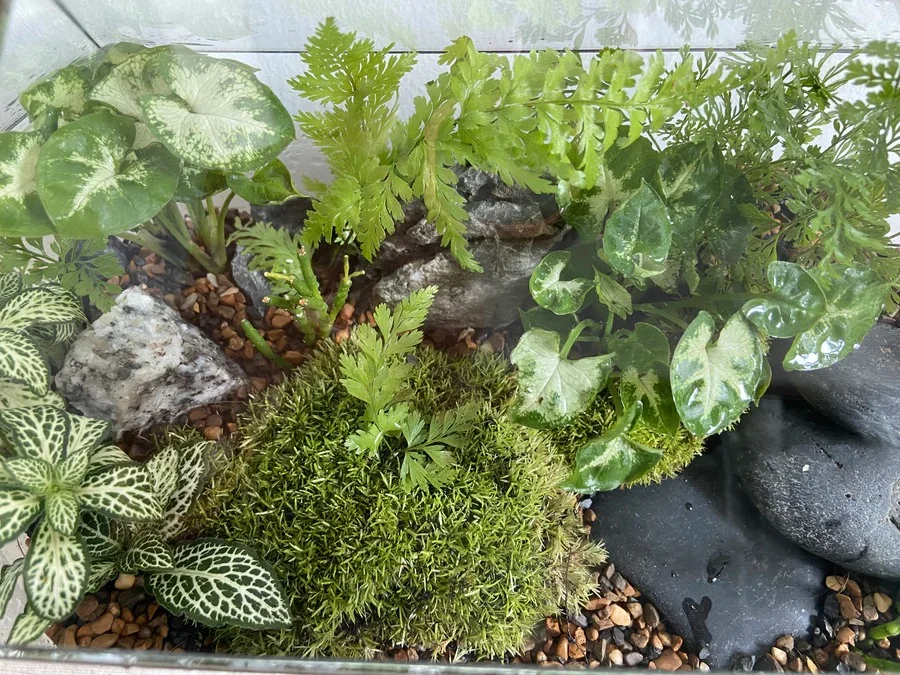 terrarium-da-giac-13_3_11zon