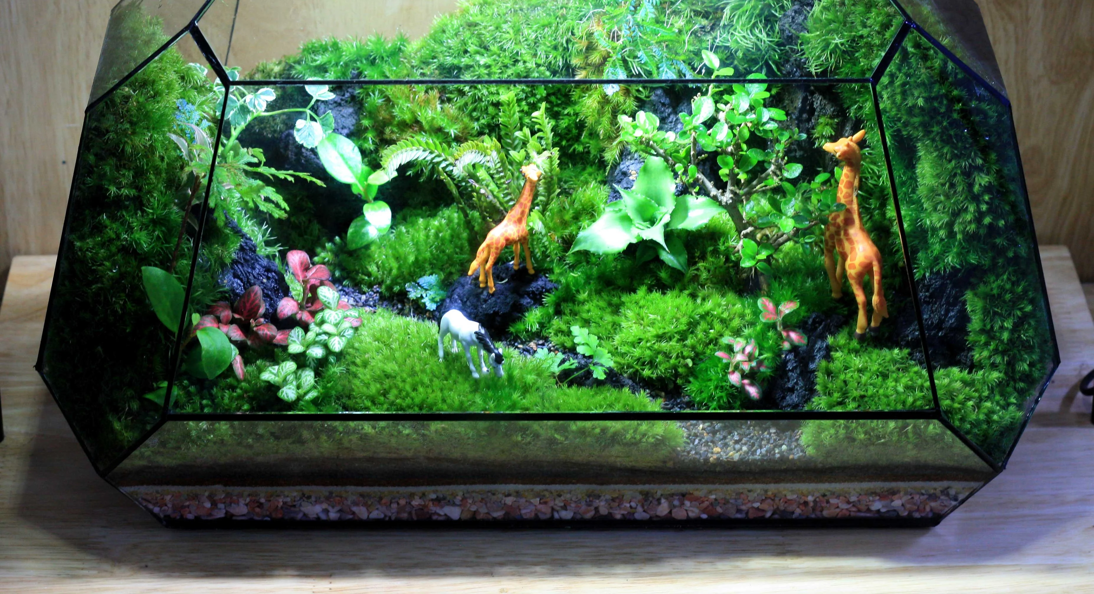 terrarium-da-giac-9