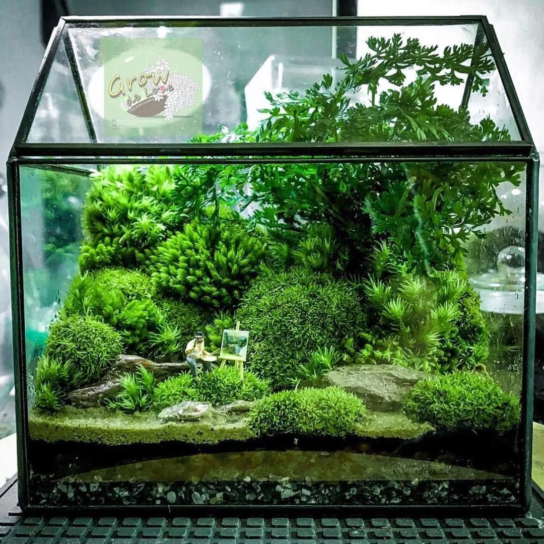 terrarium-da-giac-15