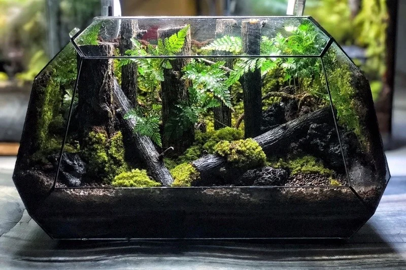 terrarium-da-giac-16