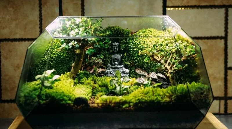 terrarium-da-giac-17