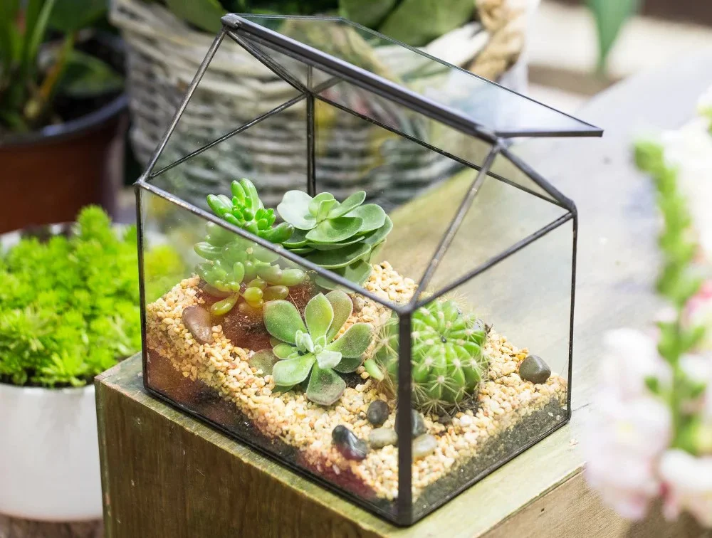 terrarium-da-giac-18