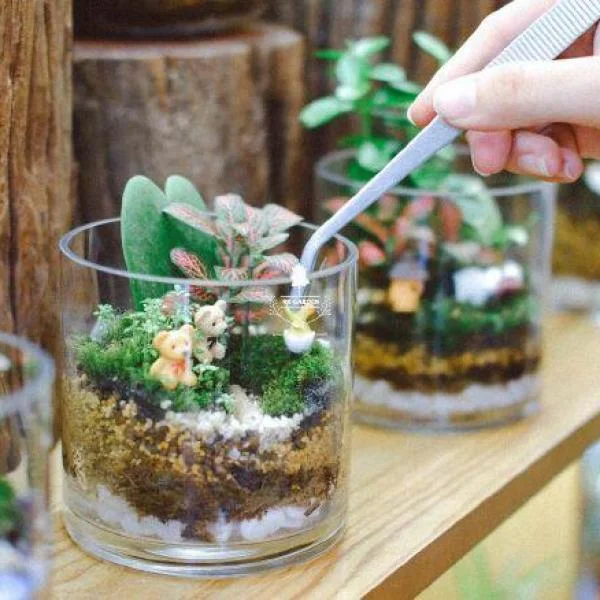 Bí quyết chăm sóc Terrarium tươi xanh và sống động