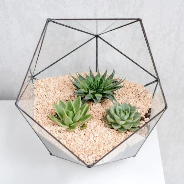 Sự khác biệt của Terrarium, Vivarium, Paludarium và Aquarium