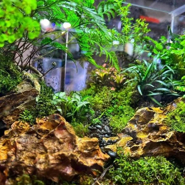 Terrarium đa giác: Ý tưởng terrarium đa giác độc đáo