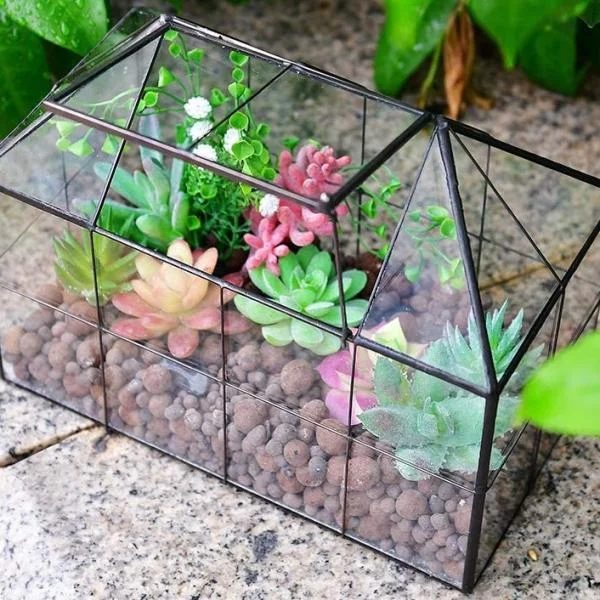 Terrarium đa giác: Ý tưởng trang trí terrarium đa giác độc đáo