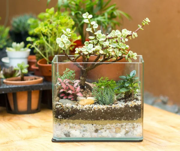 Chậu Terrarium: Mang thiên nhiên vào không gian sống của bạn