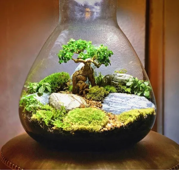 Lọ thủy tinh Terrarium có những loại nào? Cách chọn lọ thủy tinh Terrarium phù hợp