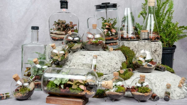 Tất tần tật về Terrarium - Nghệ thuật trồng cây tiểu cảnh