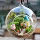 Bí quyết chọn phụ kiện Terrarium chất lượng và cách sử dụng tối ưu