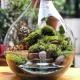 Những điều cần biết về nghệ thuật Terrarium trồng cây trong lọ thủy tinh