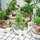 Biến hóa không gian nhỏ với Terrarium mini tuyệt đẹp