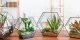 Hướng dẫn chi tiết cách làm Terrarium cho người mới bắt đầu