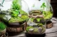 Top 15+ ý tưởng mẫu Terrarium đẹp và độc đáo không nên bỏ qua