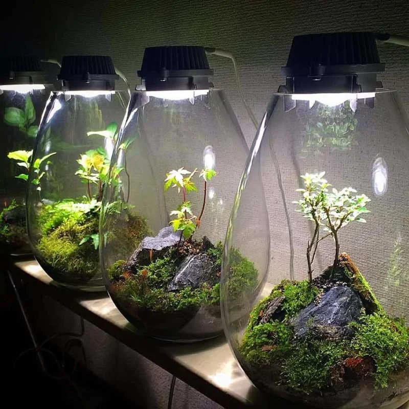 cach-lam-terrarium-02