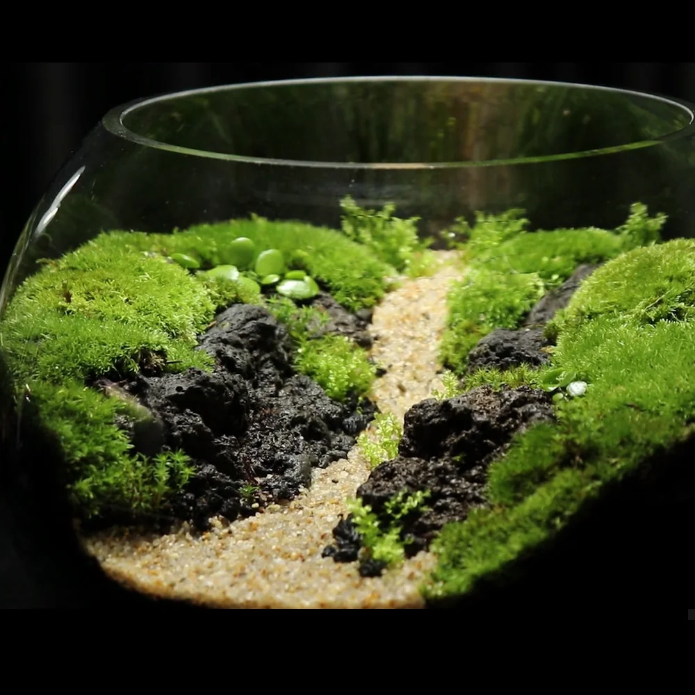 cach-lam-terrarium-11