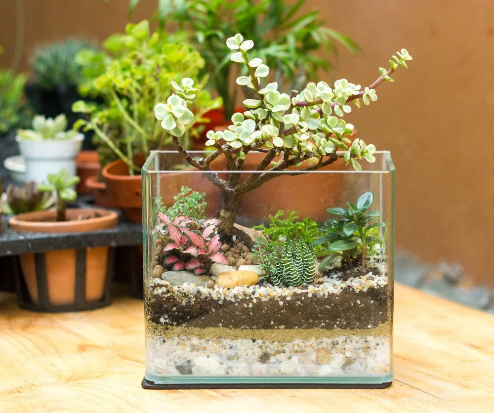 cach-lam-terrarium-13