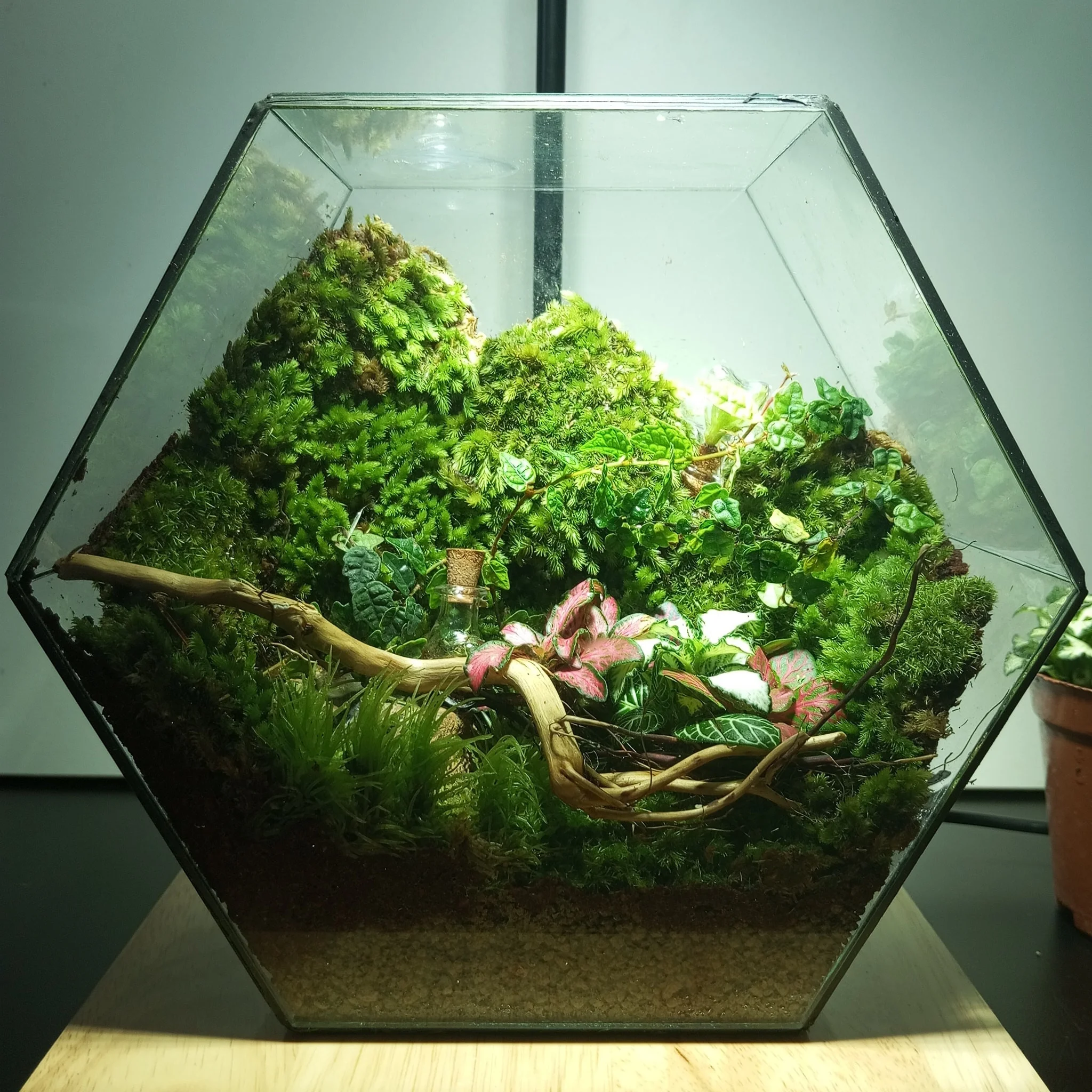 cach-lam-terrarium-21