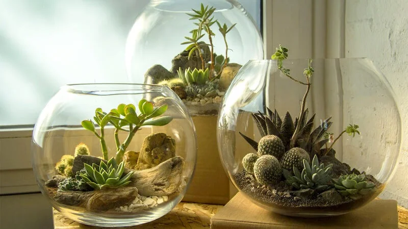 chau-terrarium-09