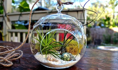 chau-terrarium-10