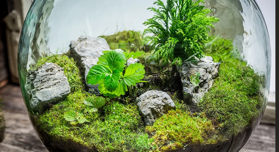 chau-terrarium-20