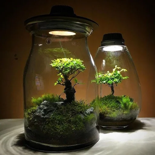 lo-thuy-tinh-terrarium-05