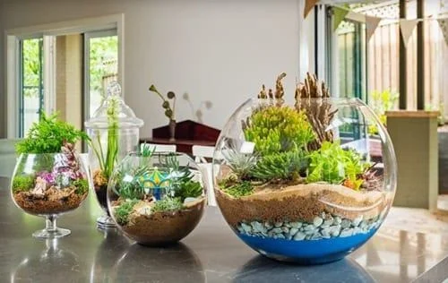 lo-thuy-tinh-terrarium-06