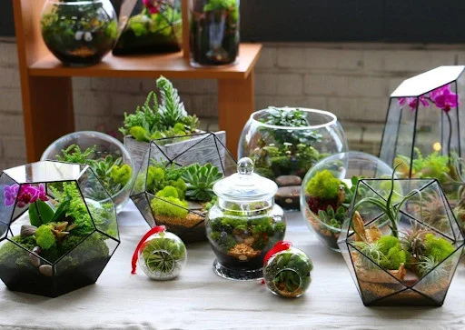 lo-thuy-tinh-terrarium-07