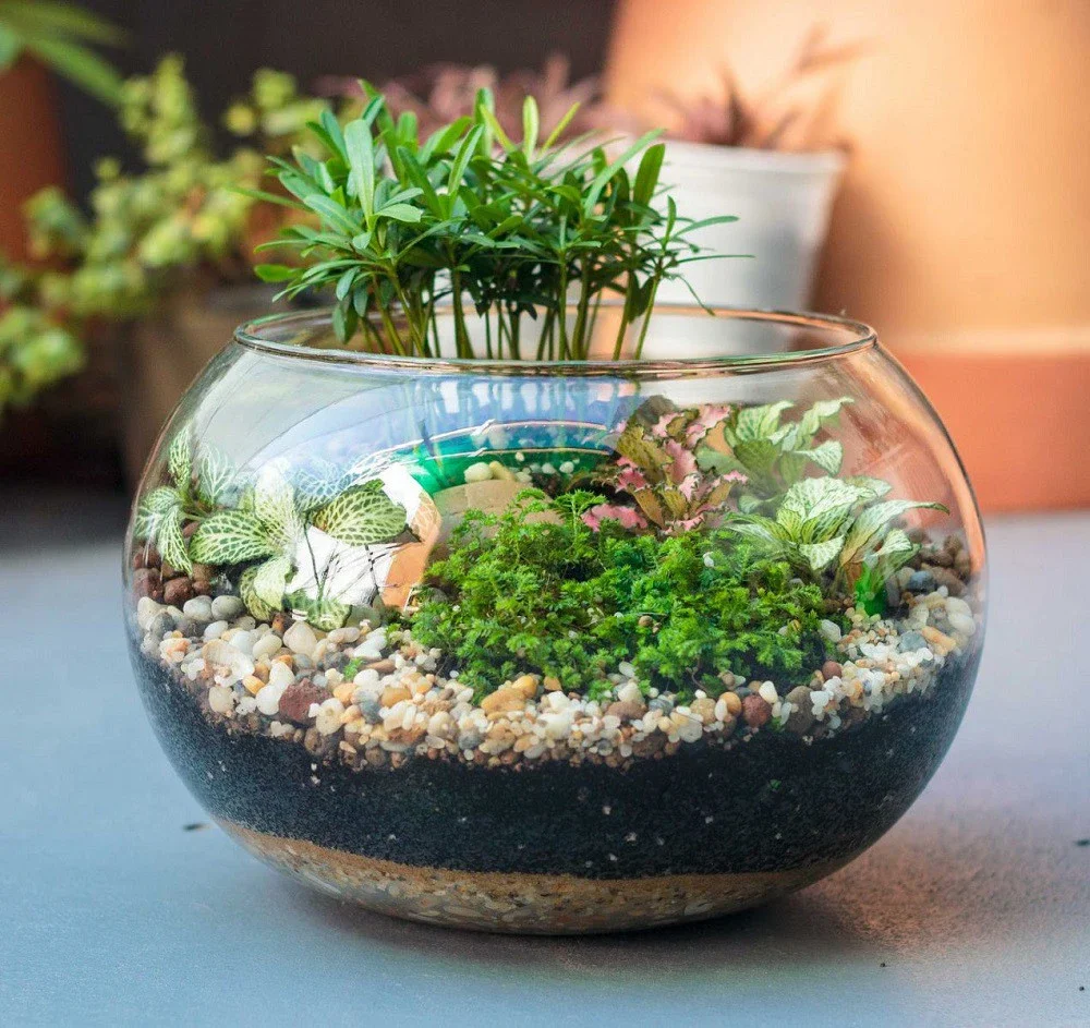 lo-thuy-tinh-terrarium-08