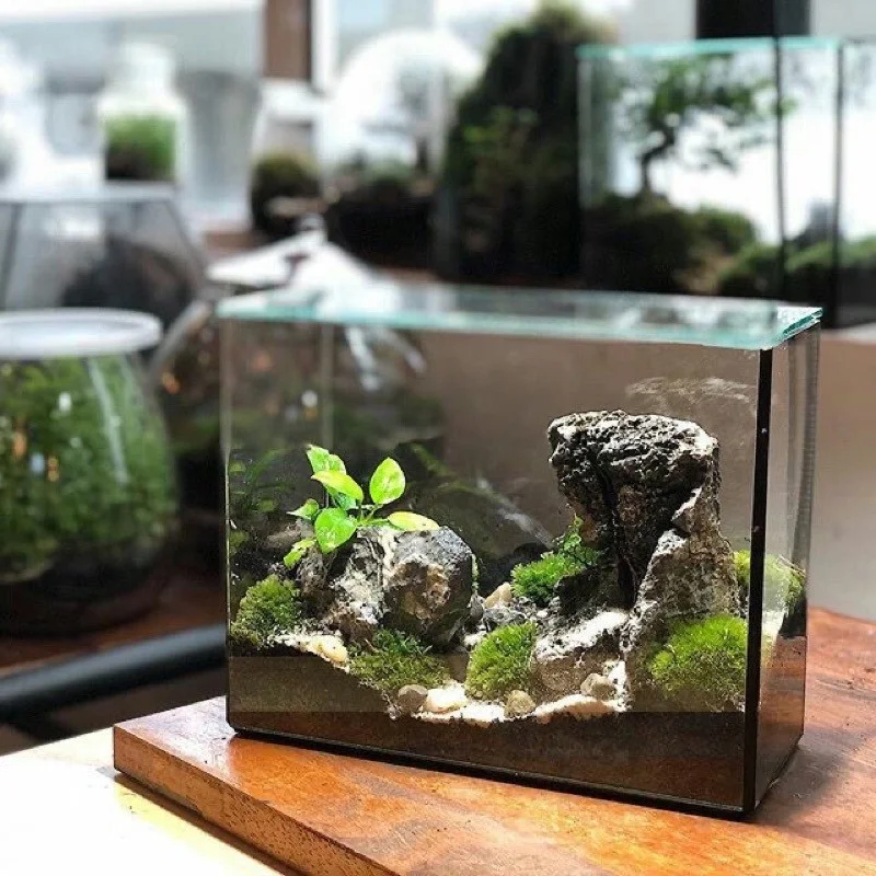 lo-thuy-tinh-terrarium-10