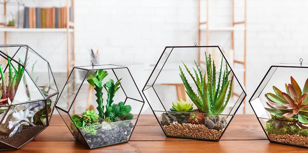 lo-thuy-tinh-terrarium-14