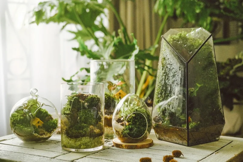 lo-thuy-tinh-terrarium-15