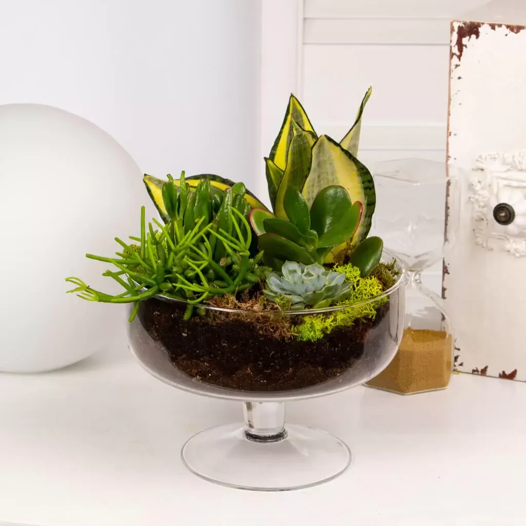 lo-thuy-tinh-terrarium-17