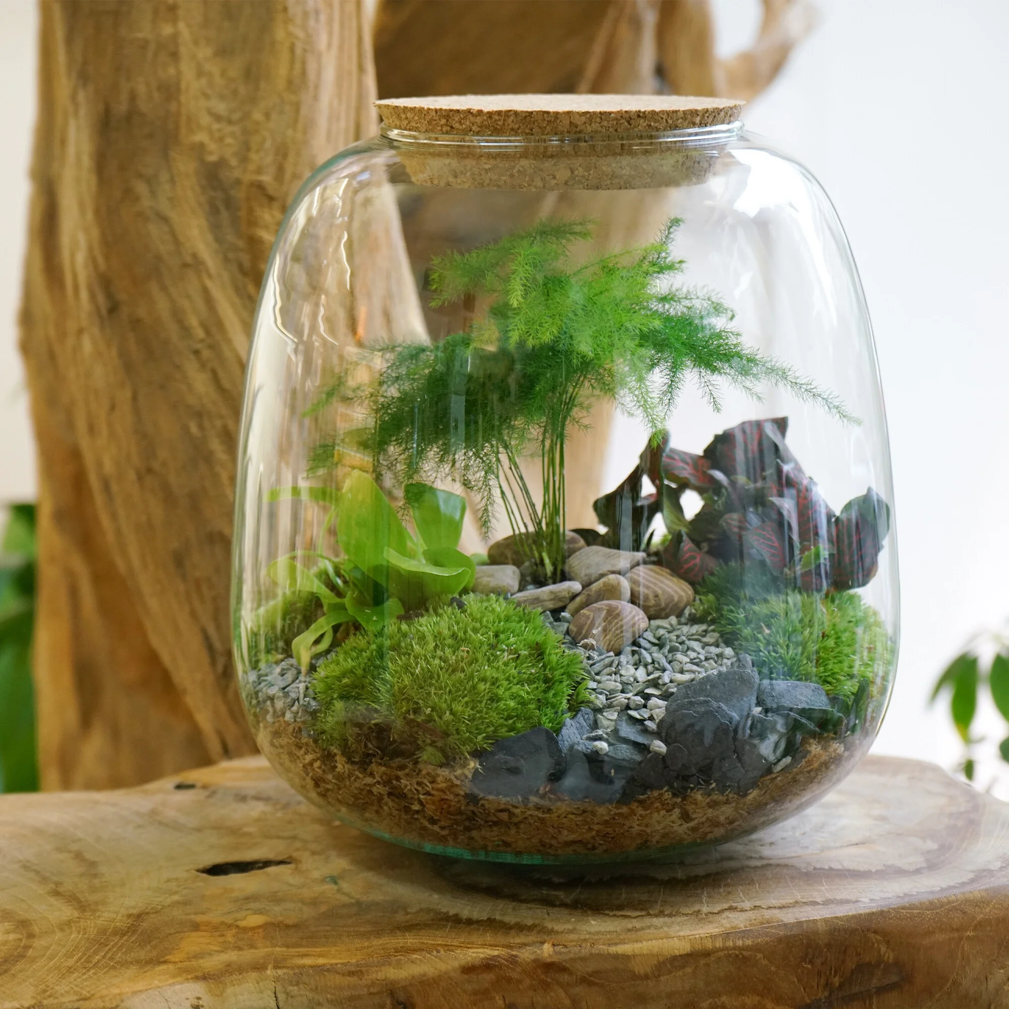 lo-thuy-tinh-terrarium-19