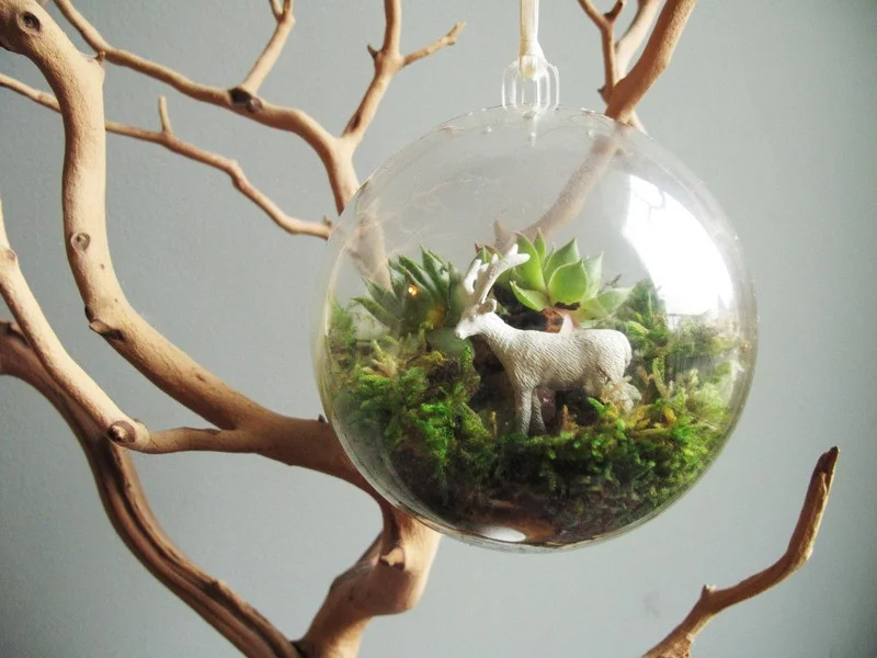 lo-thuy-tinh-terrarium-20