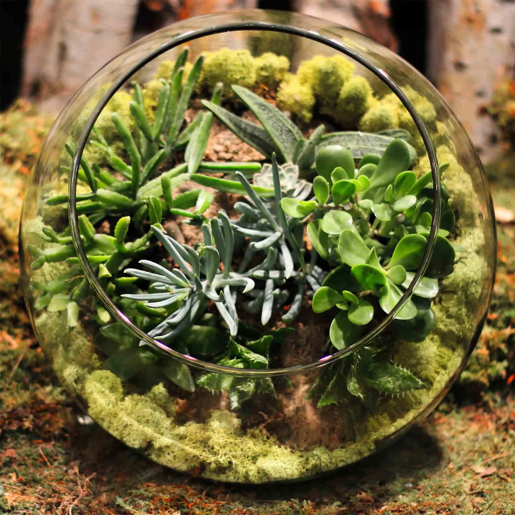 terrarium-11