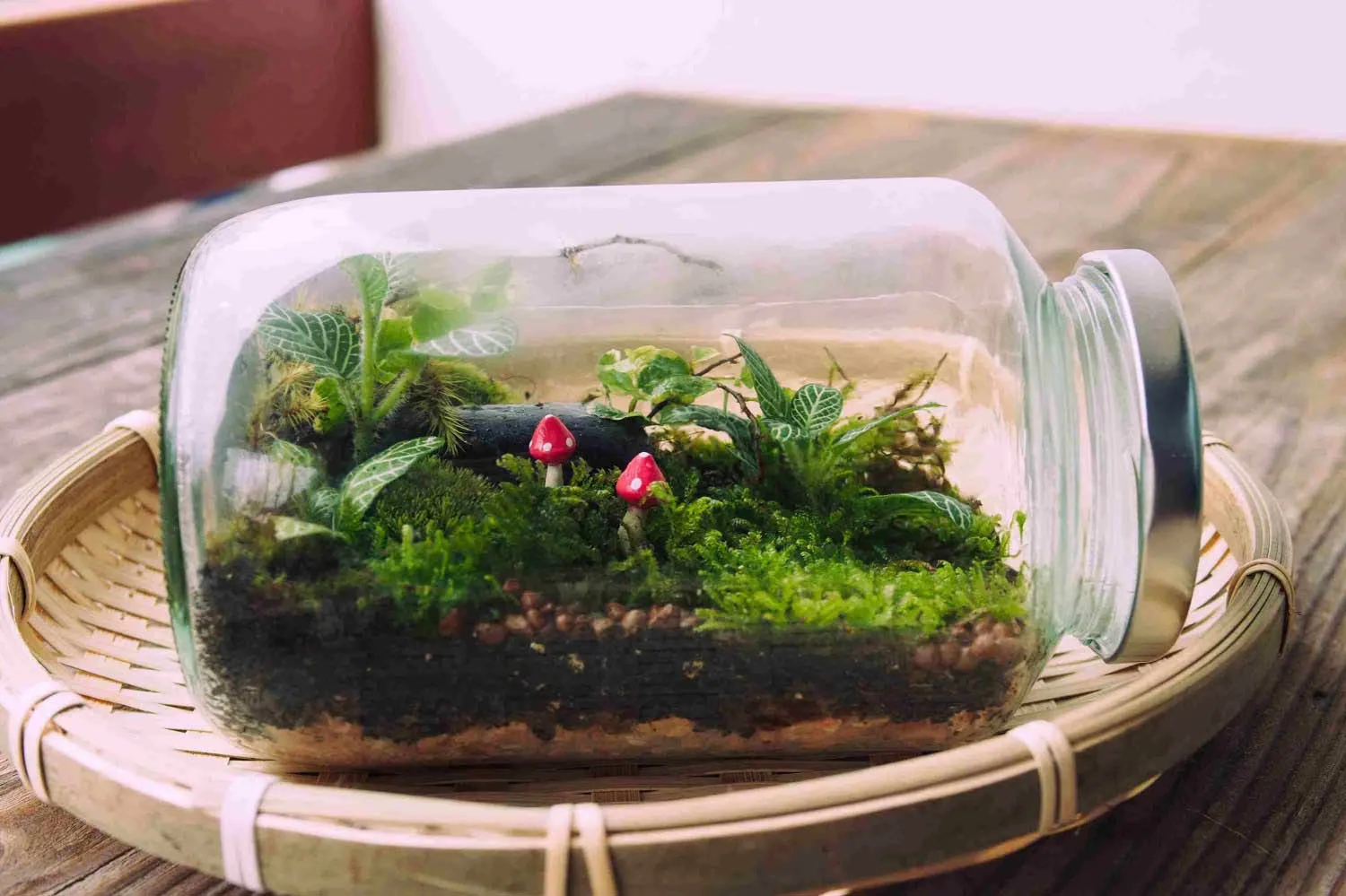 terrarium-4