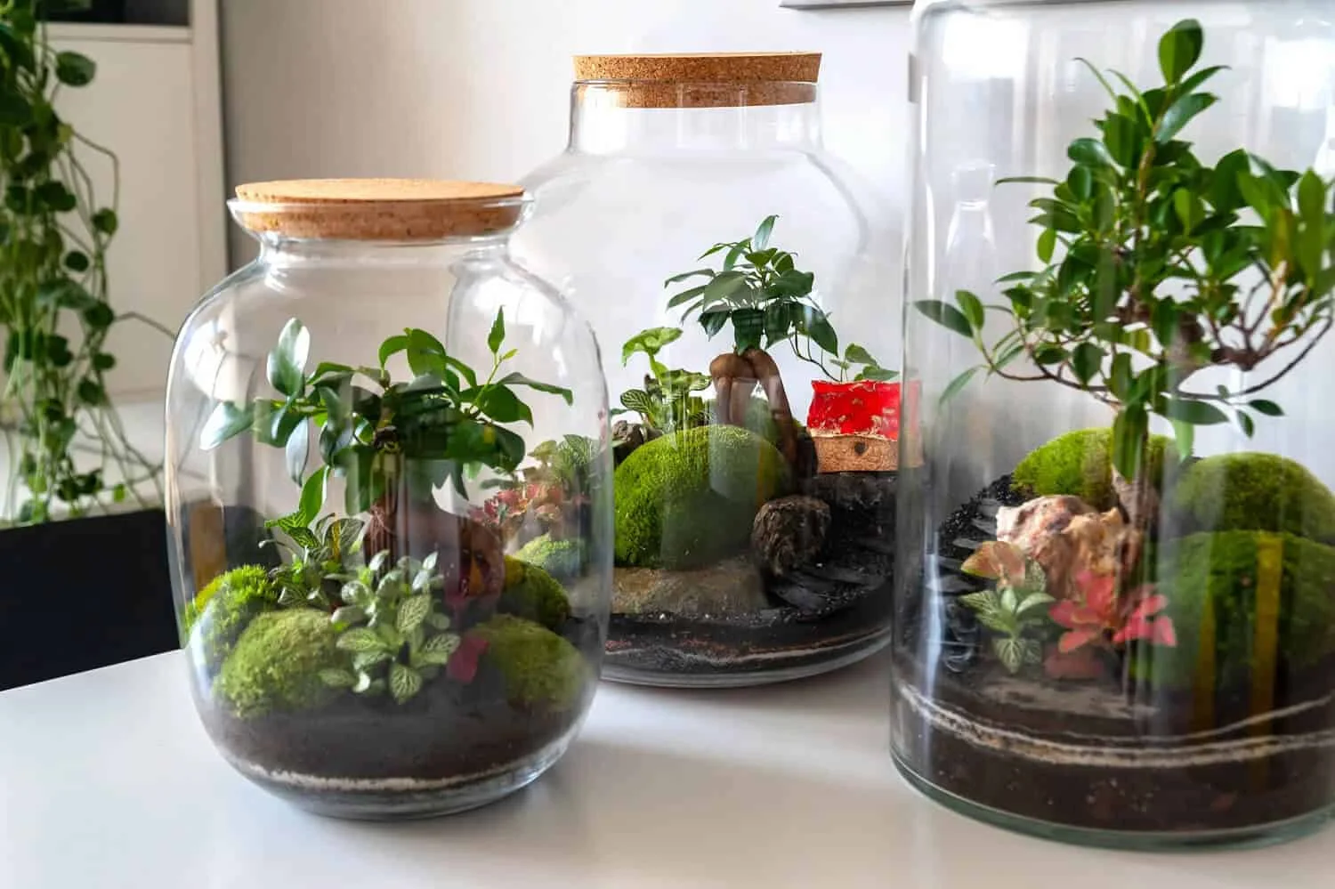 terrarium-5