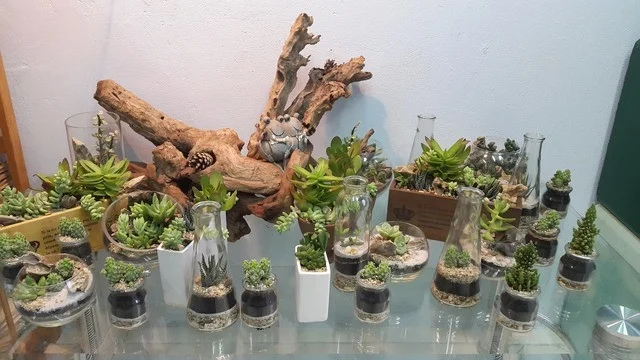 terrarium-cho-nguoi-moi-bat-dau-4