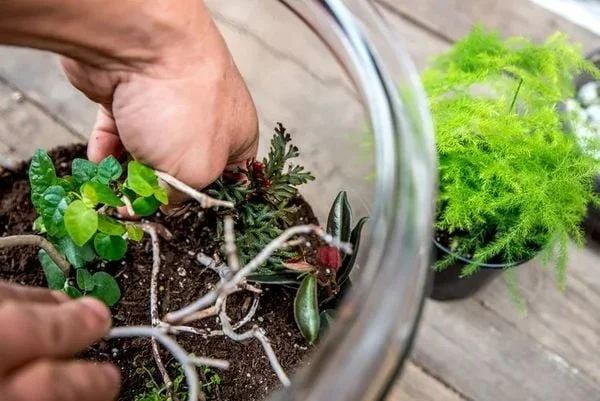 terrarium-cho-nguoi-moi-bat-dau-8