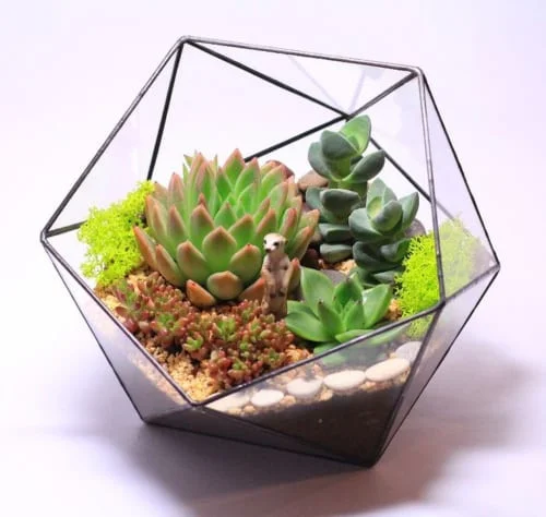 terrarium-de-ban-05