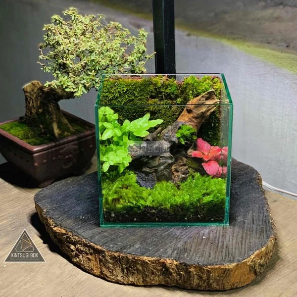 terrarium-de-ban-141