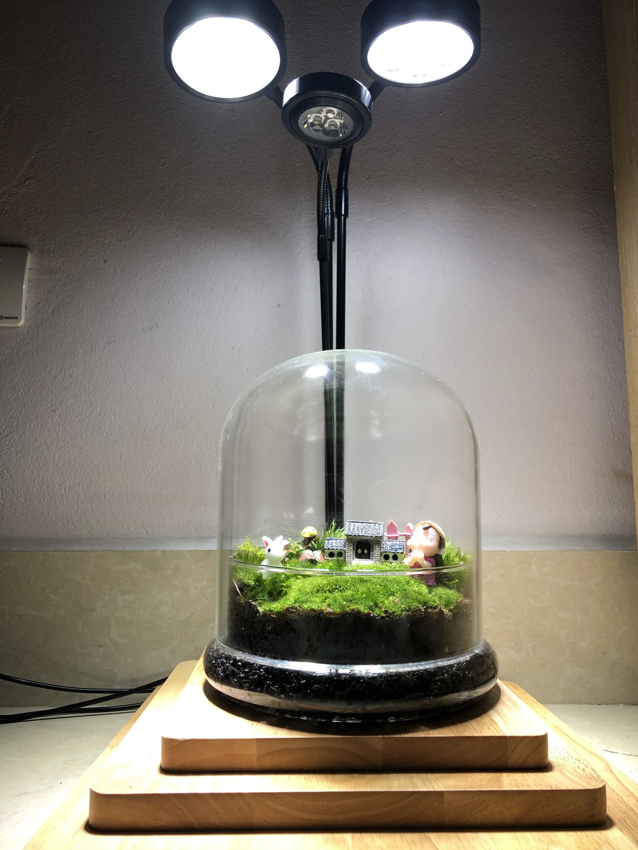 terrarium-de-ban-17