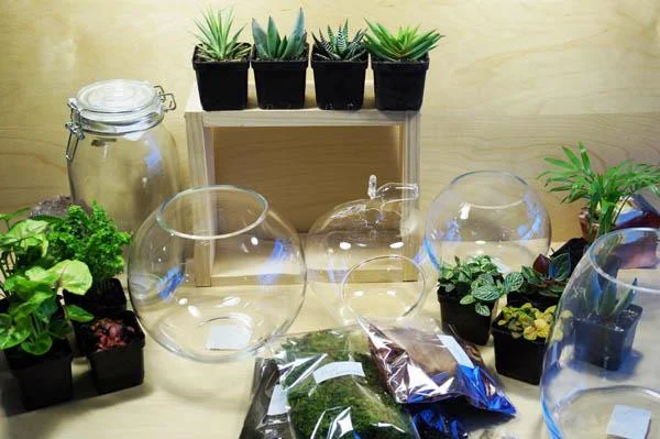 terrarium-de-ban-20