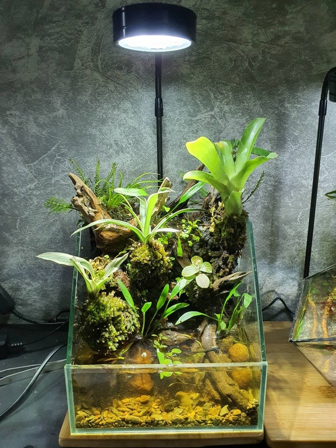 terrarium-dep-11