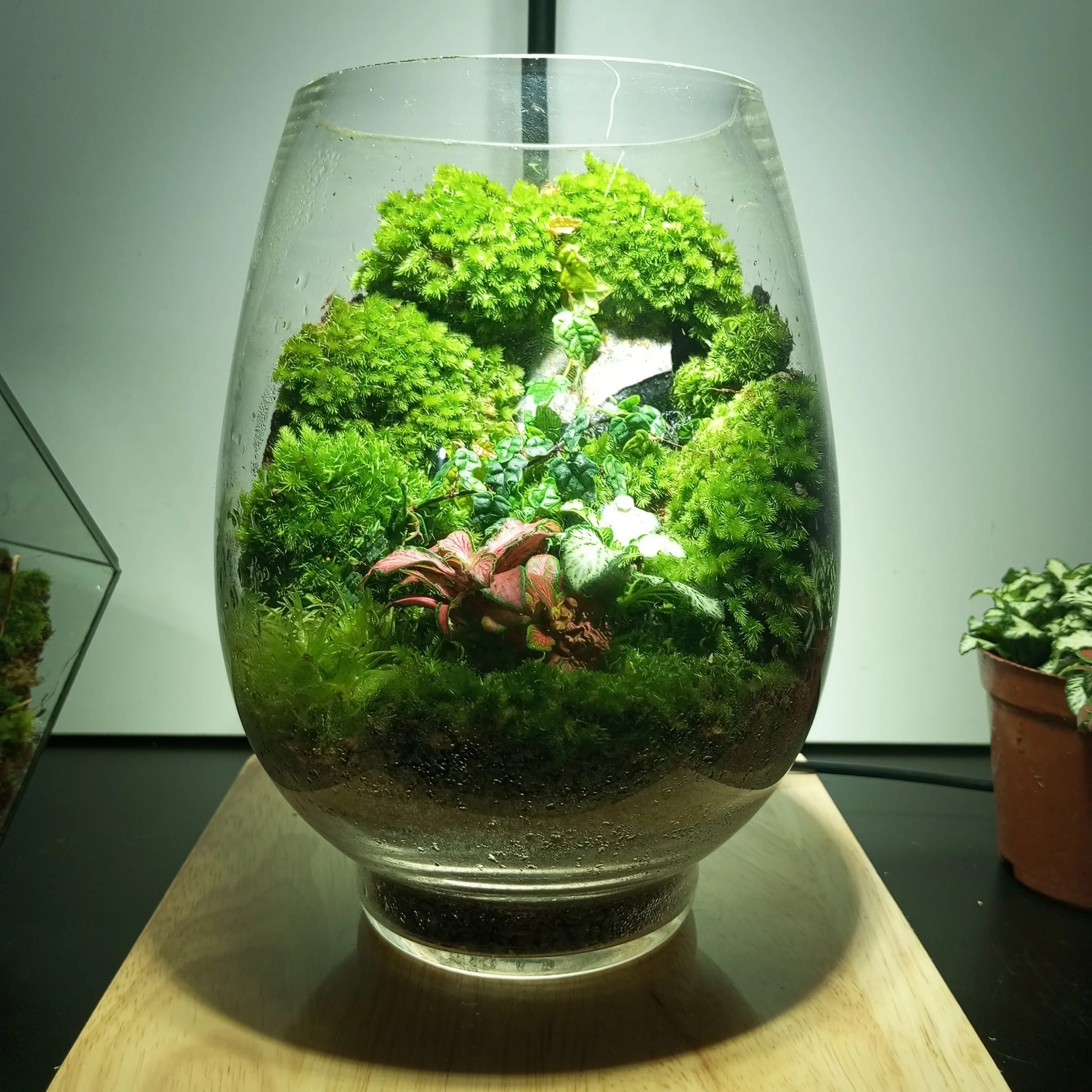 terrarium-dep-13