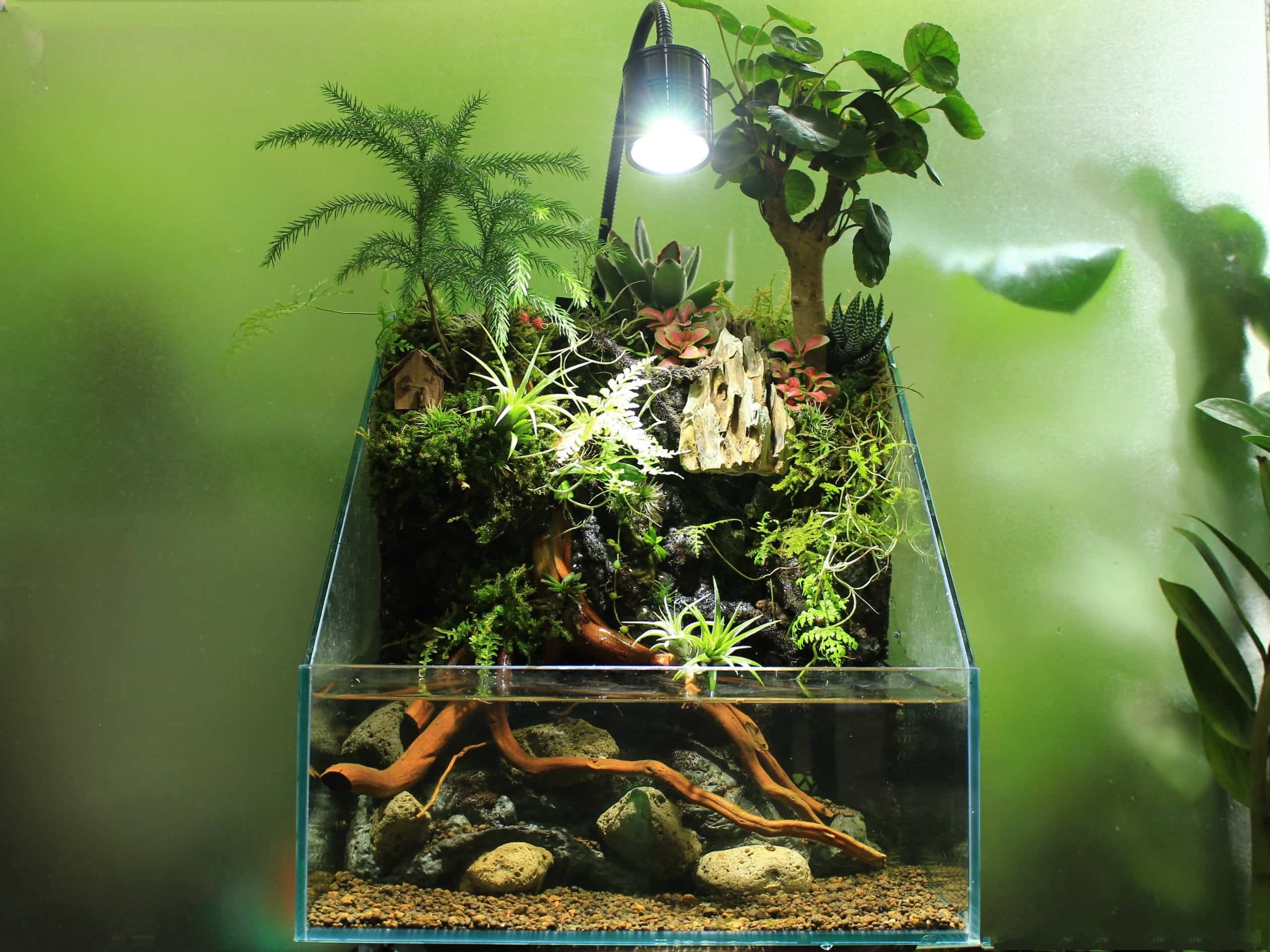 terrarium-dep-8