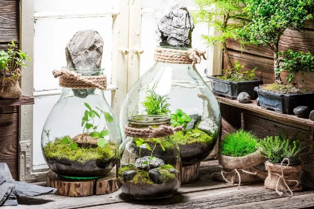 terrarium-ha-noi-13