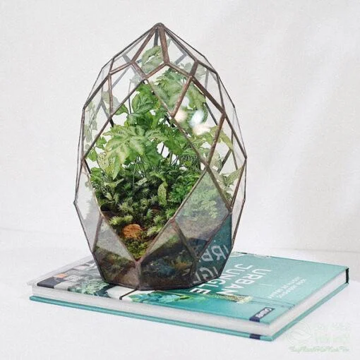 terrarium-kin-06